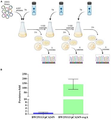 Ribosome inactivation by Escherichia coli GTPase RsgA inhibits T4 phage